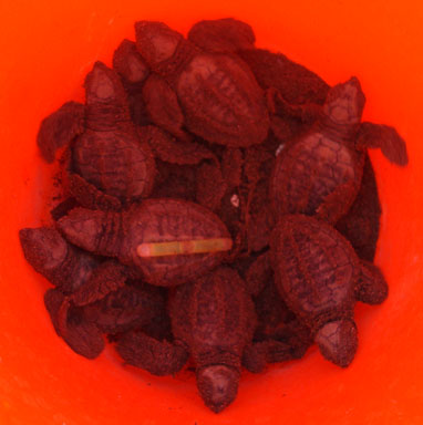 Hatchlings
